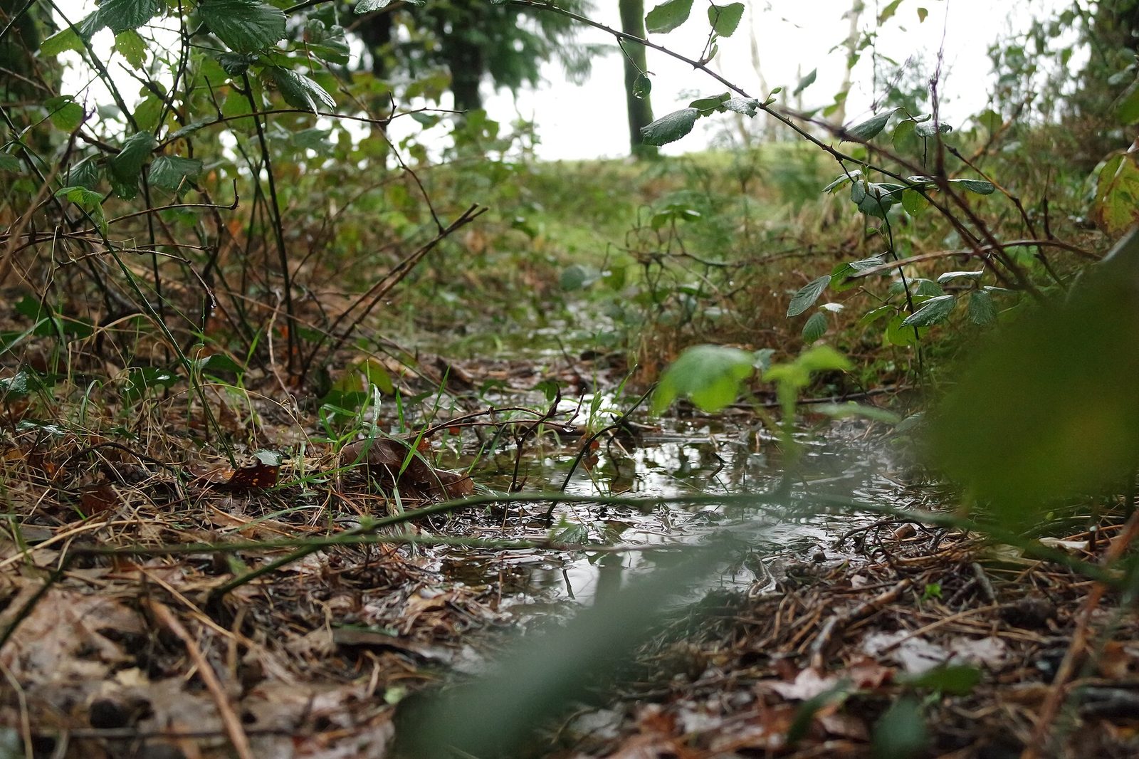 Trilho pedestre na Paisagem Protegida do Corno de Bico